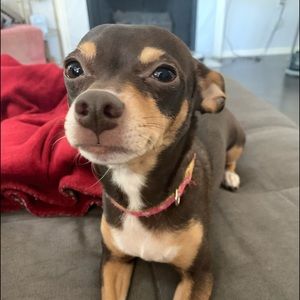 Meet your Posher, It's just